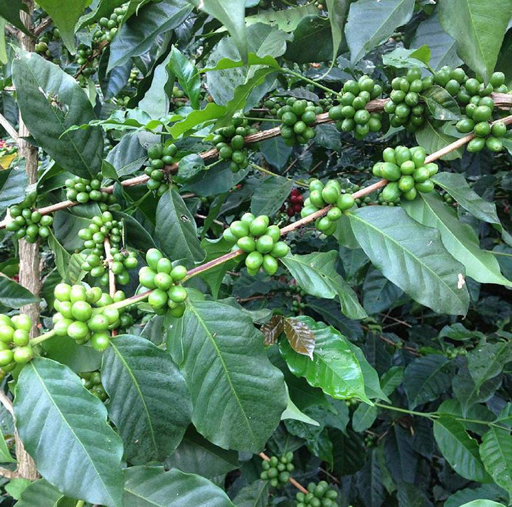 Café de Finca Jardin Real, Valparaiso – Colombie – Café torréfié léger