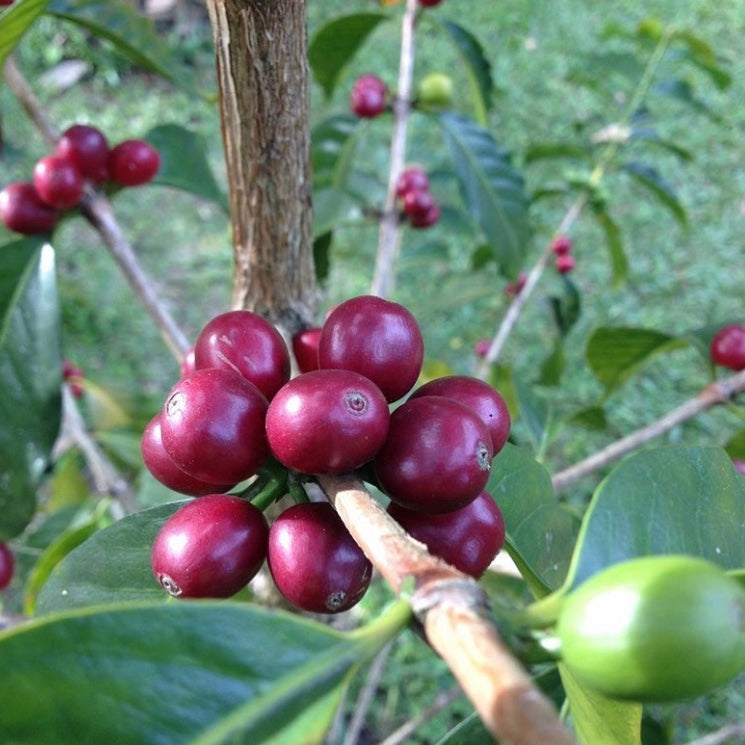 Coffee from Finca Tierra Alta, Palmar – Colombia -mid high roast coffee